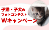 子猫・子犬のフォトコンテストWキャンペーン